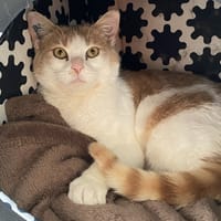 CARAMELO, chat à adopter