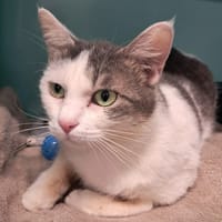 Quetzal, chatte à adopter