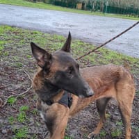 TIJUANA, chienne à adopter