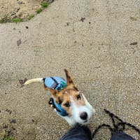 PIKACHU, chien à adopter