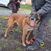 NERON, chien à adopter