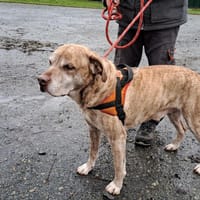 OSCAR, chien à adopter