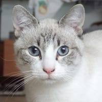 GYU, chat à adopter