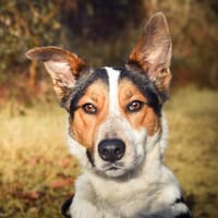 Néo, chien à adopter