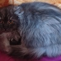 Sifu (en cours d'adoption), chat à adopter