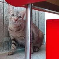 Anguille, chatte à adopter