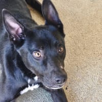 Popy, chien à adopter