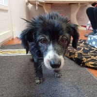 Fada ( ELISE ), chienne à adopter