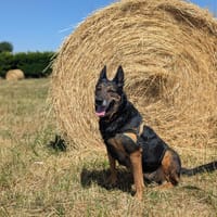 BEAUTE, chienne à adopter