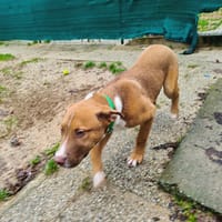 Rocket, chien à adopter