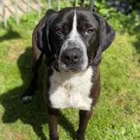 Bouille CAA12333, chien à adopter