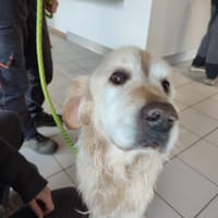 COGNAC QCN (a trouvé sa famille), chien à adopter