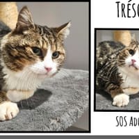 TRESOR, chat à adopter