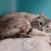 Samba, chat à adopter
