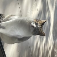 shy, chatte à adopter