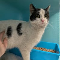 FRAMBOISE, chatte à adopter