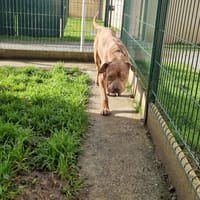 NANOS, chien à adopter