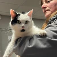 MIAOUSSE, chatte à adopter