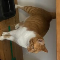 Rosé, chatte à adopter