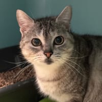 TICTAC, chatte à adopter