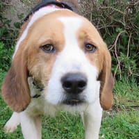 PANOU, chien à adopter