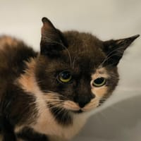 RAZMOCKET, chatte à adopter