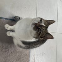 JINNIE, chatte à adopter