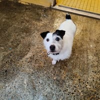 SABBA, chien à adopter