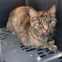 SHIVA, chatte à adopter