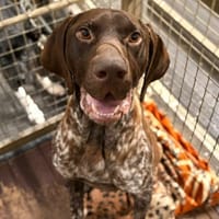 TEIKI (en attente de radio), chien à adopter