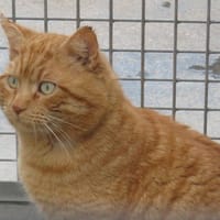 ROUKY (Réservé), chat à adopter