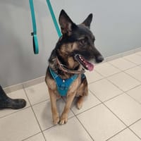 SHANEL QCN (a trouvé sa famille), chienne à adopter