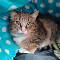 CRUNCH QCT, chat à adopter