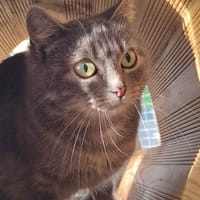 MIRZA QCT, chatte à adopter