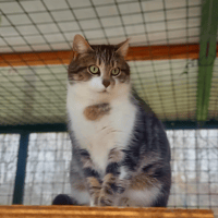 TAJMA, chat à adopter