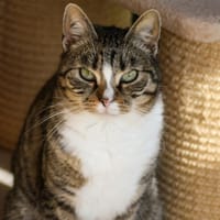 ERA, chatte à adopter