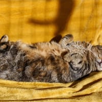 Jonny, chat à adopter