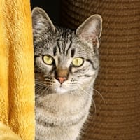 Méo, chat à adopter