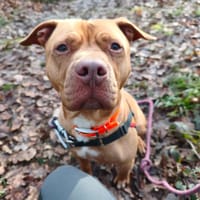 LETO, chien à adopter