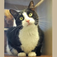 BIGGY HAB17415, chat à adopter