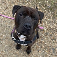 SPOOCKY PAA23033, chien à adopter