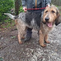 GAROU, chien à adopter