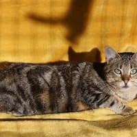 uron, chat à adopter