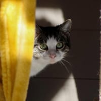 VIDOCQ, chat à adopter