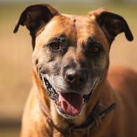 NUTS, chien à adopter