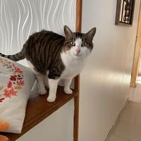 ariette, chatte à adopter