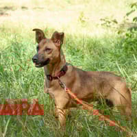 GILZA, chienne à adopter