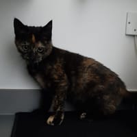 vibrisse, chatte à adopter