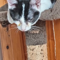 klee, chatte à adopter