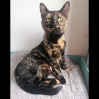 LAHNA, chatte à adopter